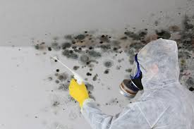 Best Emergency Mold Remediation  in USA